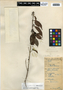 Eugenia axillaris (Sw.) Willd., Belize, W. A. Schipp 825, F